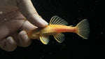 Blue Eye Lemon Bristlenose Pleco (Ancistrus sp. "BEL") - PAIR