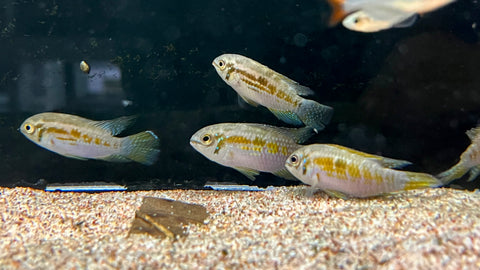 Araguaia Dwarf Acara (Laetacara araguaiae)