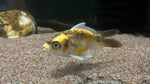 Panda Shortbody Koi (Cyprinus rubrofuscus) - Small
