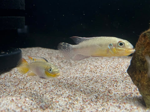 Pelvicachromis kribensis “Dehane” -PAIR
