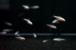 Gold Neon Tetra (Paracheirodon innesi)