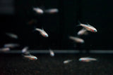 Gold Neon Tetra (Paracheirodon innesi)