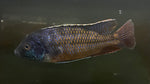 Red Empress Cichlid (Protomelas similis) - Large