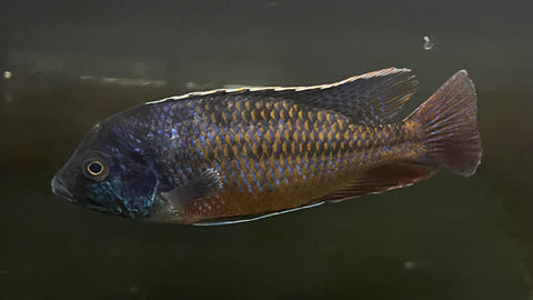 Red Empress Cichlid (Protomelas similis) - Large