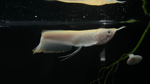 Albino Silver Arowana (Osteoglossum bicirrhosum)