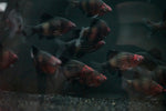 Black Ruby Barb (Pethia nigrofasciata)