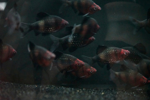 Black Ruby Barb (Pethia nigrofasciata)