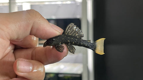 Luteus Pleco (Hypostomus luteus) Captive Bred