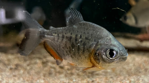 Red Pacu (Colossoma oculus)