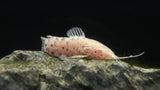 Albino Hoplo Catfish (Megalechis thoracata)