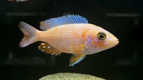 Snow White Peacock (Aulonocara sp.)