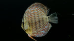 German Red Discus (Symphysodon sp.)