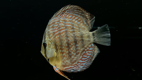 German Red Discus (Symphysodon sp.)