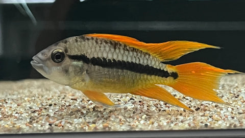 Apistogramma Orange Flash (Apistogramma cacatuoides) - Pair
