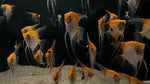 Koi Angelfish (Pterophyllum scalare sp.)