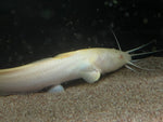 Albino Plotosus Catfish