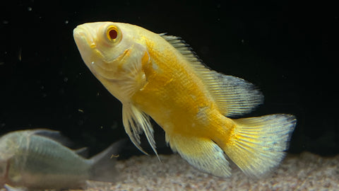 Lemon Oscar (Astronotus ocellatus) - Small