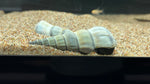 Giant Tower Cap Snail (Brotia Herculea)