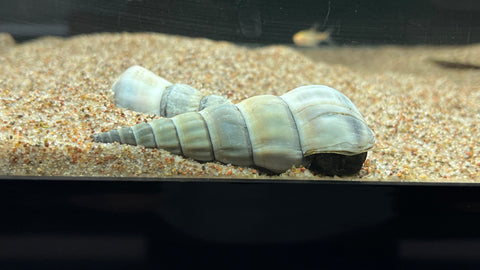 Giant Tower Cap Snail (Brotia Herculea)