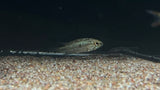 Apistogramma trifasciata