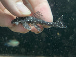 L-235 Flyer Pleco (Pseudolithoxus anthrax)