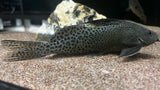 Synodontis melanostictus - Rare WYSIWYG