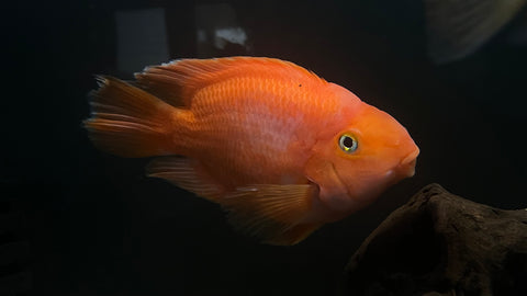 Blood Parrot Cichlid - Jumbo