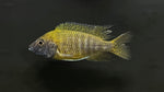 Yellow Peacock (Aulonocara sp.