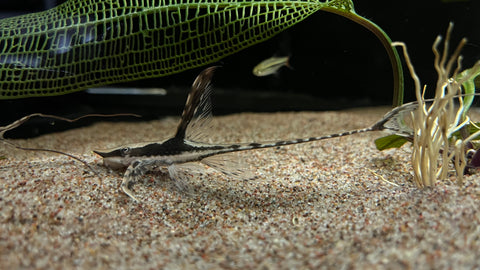 Royal Farlowella (Sturisoma panamense)