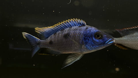 Red Top Aristochromis (Otopharynx Lithobates)