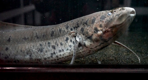 African Lungfish (Protopterus annectens) - JUMBO