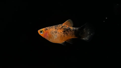 Calico Platy (Xiphophorus sp.)