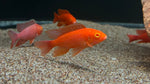 Uncle Woody’s Dragon Blood Peacock (Aulonocara sp.)