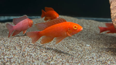 Uncle Woody’s Dragon Blood Peacock (Aulonocara sp.)