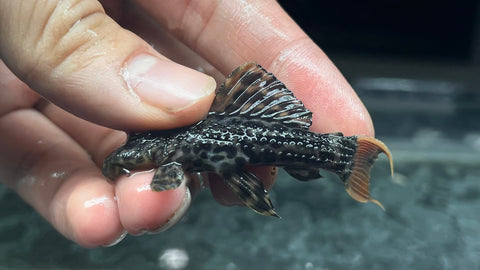 L-600 Leopard Cactus Pleco (Pseudacanthicus leopardus )