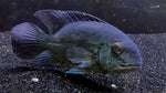 True Parrot Cichlid (Hoplarchus psittacus) - WYSIWYG