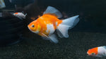 Ryukin Goldfish (Carassius auratus) - Large