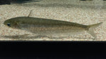 Ompok Catfish (Ompok sp.)