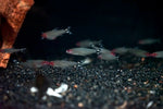 Rummynose Tetra (Hemigrammus rhodostomus)