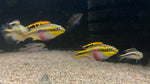 Rainbow Kribensis (Pelvicachromis pulcher)