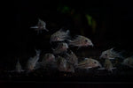 False Julii Corydora (Corydoras trilineatus)