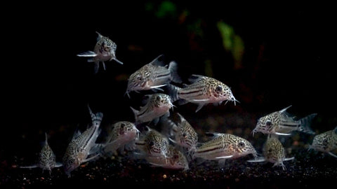 False Julii Corydora (Corydoras trilineatus)