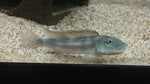 Slender Buffalo Head Cichlid (Steatocranus tinanti)