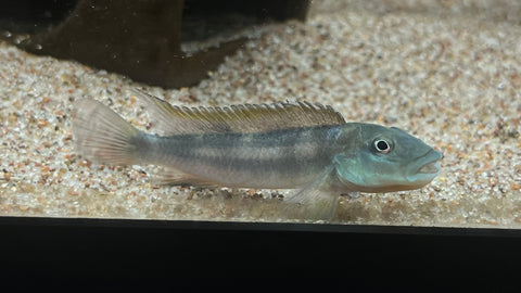 Slender Buffalo Head Cichlid (Steatocranus tinanti)