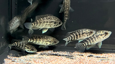 Jaguar Cichlid (Parachromis managuensis) - Small
