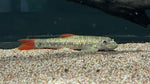 Garra sp. Yunnan “Red Fin” - RARE