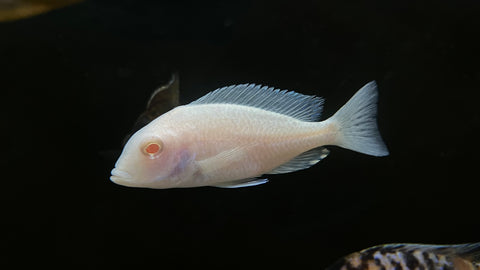 Albino Malawi Blue Dolphin (Cyrtocara moorii)