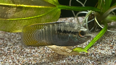 Dwarf Flag Acara (Laetacara curviceps)