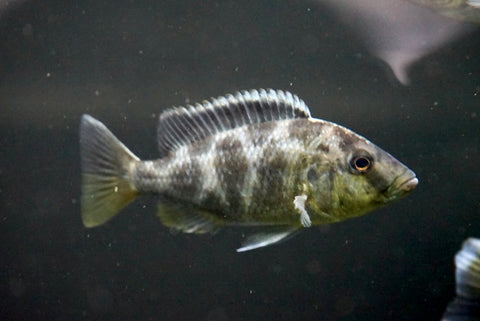 Venustus Cichlid (Nimbochromis venustus) - Medium