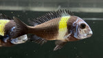 Tropheus duboisi